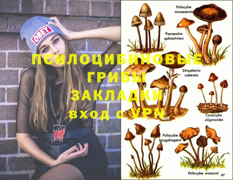 наркота  Вятские Поляны  Галлюциногенные грибы Psilocybe 